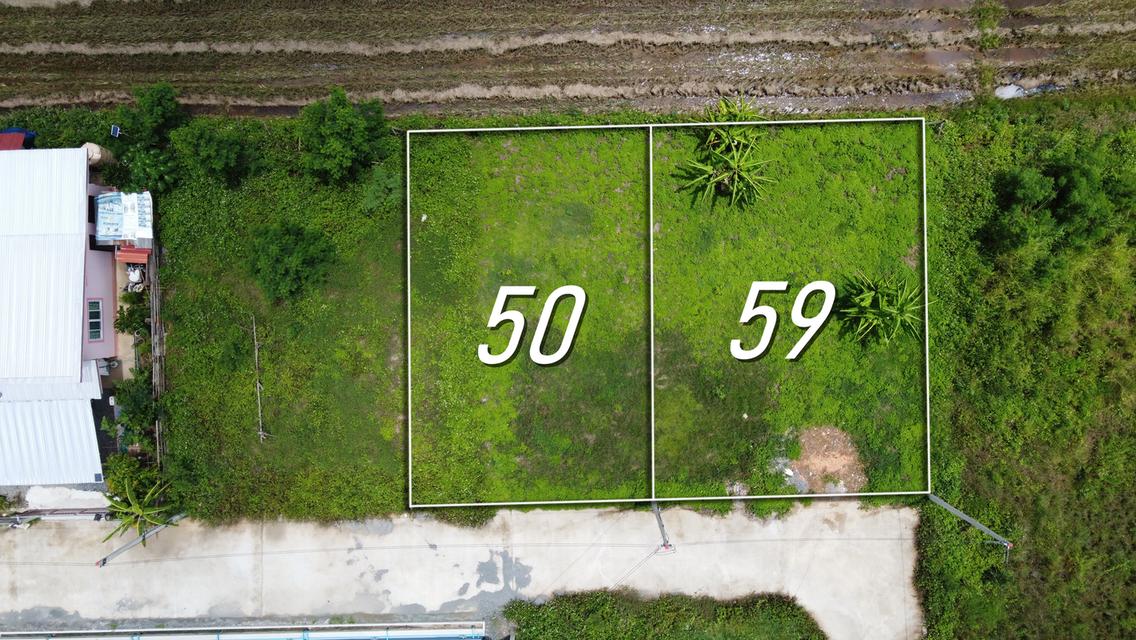 ที่ดินแบ่งขาย 50 และ 59 ตร.ว. เริ่มต้น 300,000 บาท น้ำไฟถนนคอนกรีตพร้อม 3