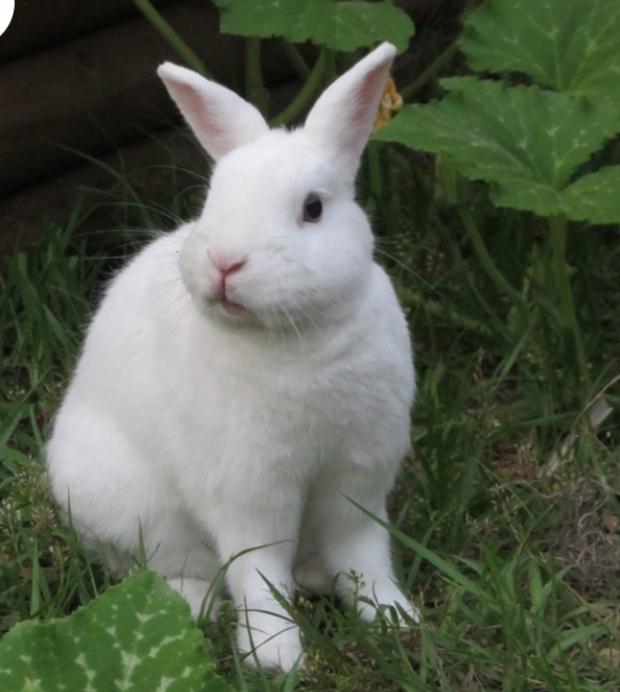 กระต่ายฟลอริดาไวท์