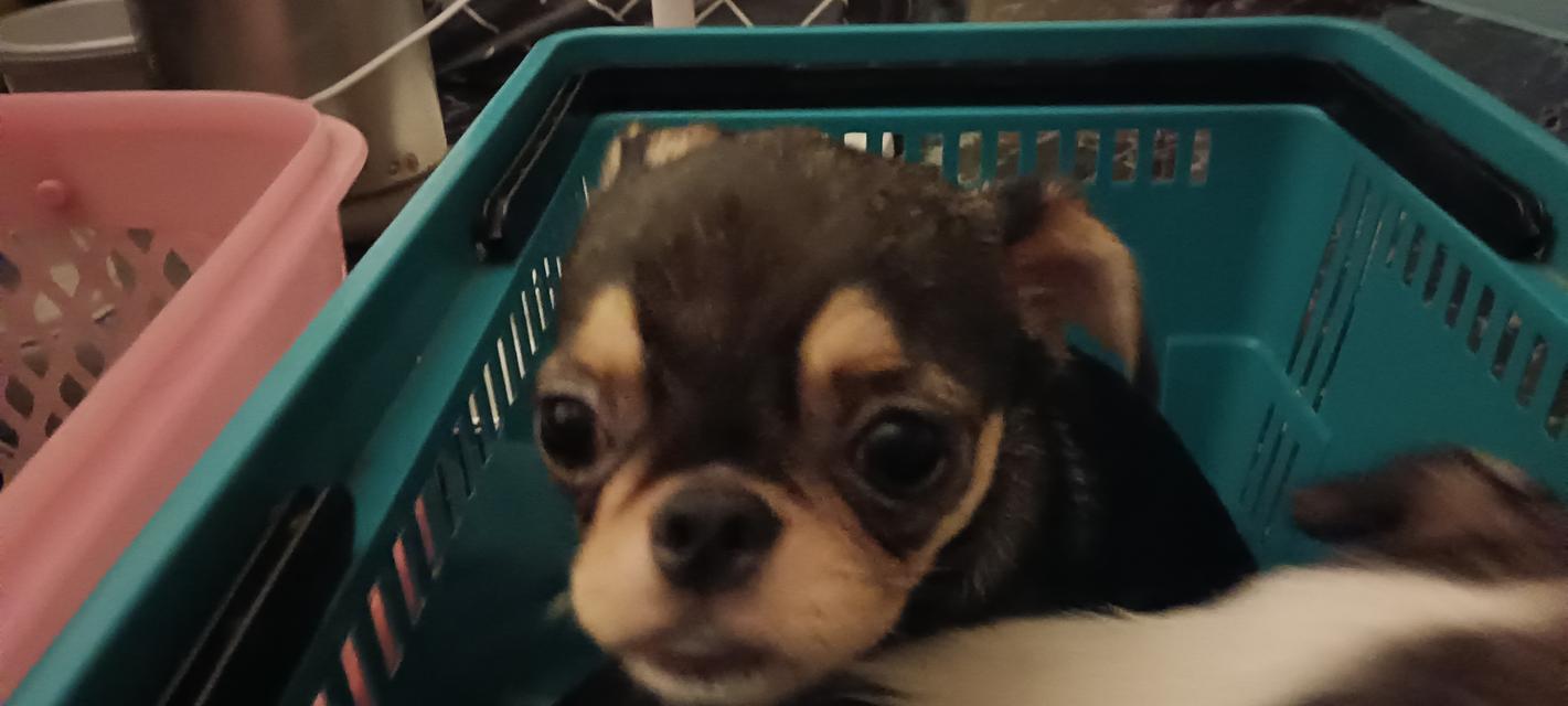 สุนัข ชิววาว่า  เพศช อายุ5เดือน 2ตัว 2