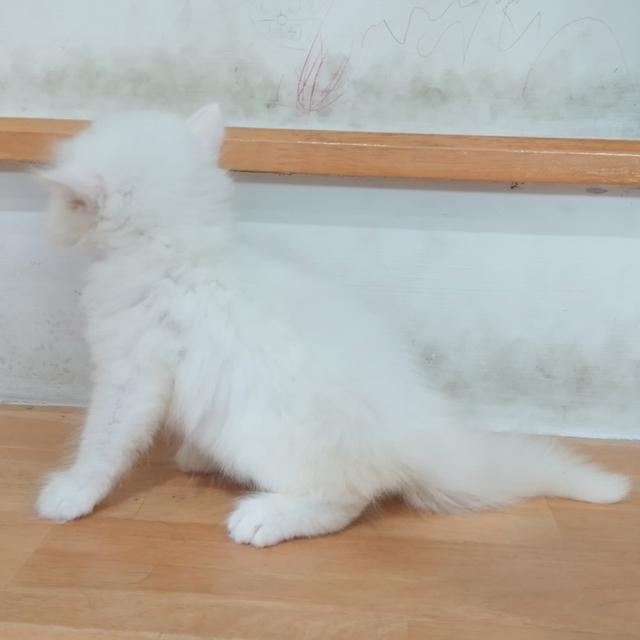 ขายลูกแมวเปอร์เซียน่ารัก ผู้ชาย ผู้หญิง พระรามสอง เทียนทะเล รูปที่ 10