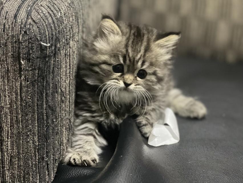 แมวเสือ(หญิง)เกิด 19/9/68 12