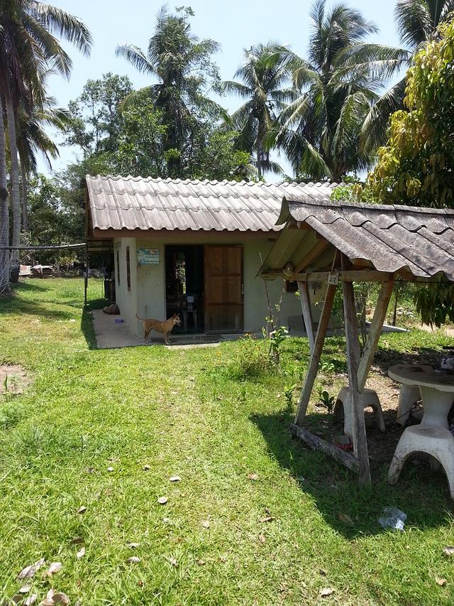 ขายที่ดินเปล่า ต.วังไผ่ อ.เมืองชุมพร จ.ชุมพร 3