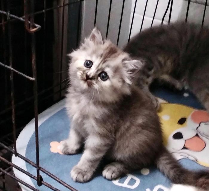 ลูกแมวเปอร์เซียผู้หญิงลพบุรี