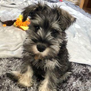 Miniature Schnauzer puppies for sale