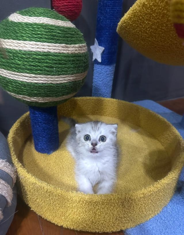 Scottish fold
