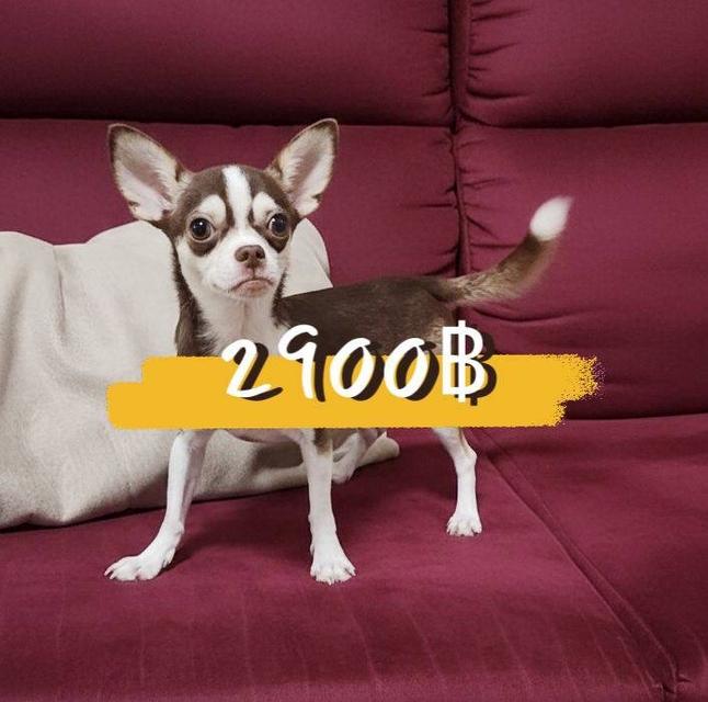 หนุ่มน้อยมาคร์ไซ ชิวาวา