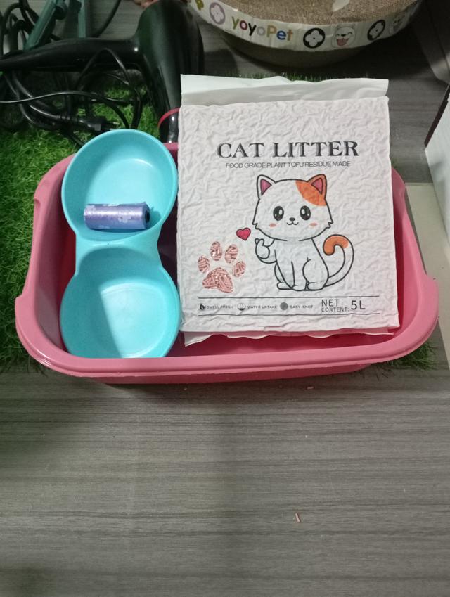 แมวบริติช🎂09/09 6