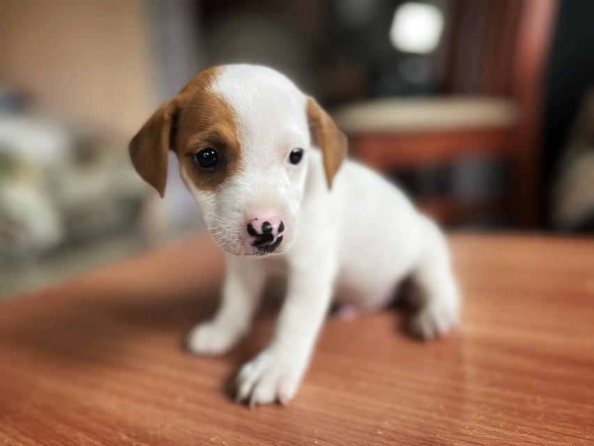 ลูกสุนัข jackrussell  9
