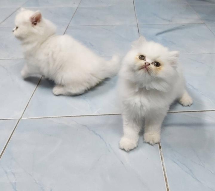 แมวเปอร์เซียสายตรงแท้ ตาสองสี / ตาสีเหลือง ครบ 3เดือน หย่านมทานอาหารเม็ดได้แล้วพร้อมเข้ากะบะทรายได้แล้ว 6