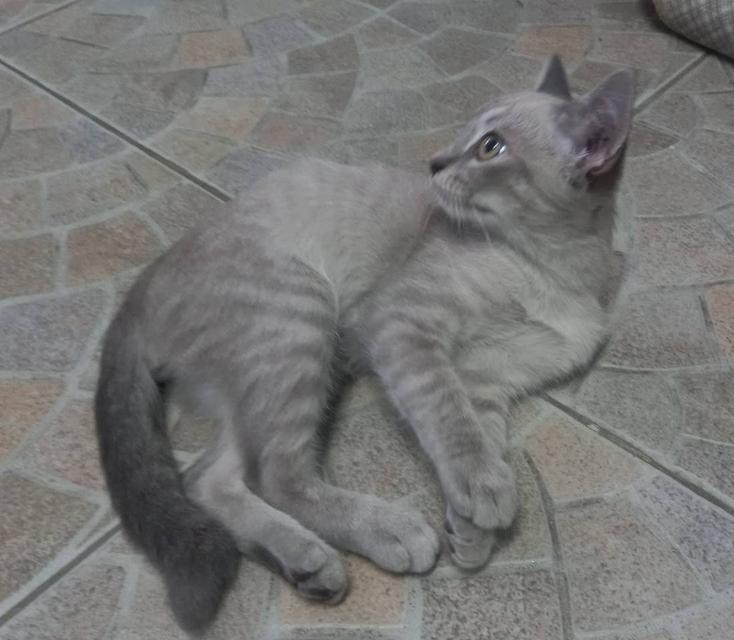 แมว พันธ์ผสม วิเชียรมาศ กะ สก็อตติส รูปที่ 8