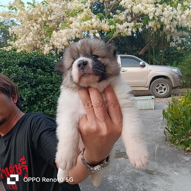 สุนัขพันธุ์ไทยบางแก้ว