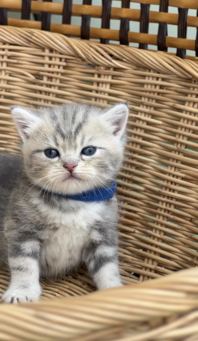 ดช.สก็อต (พ่อบริติช แม่สก็อต)