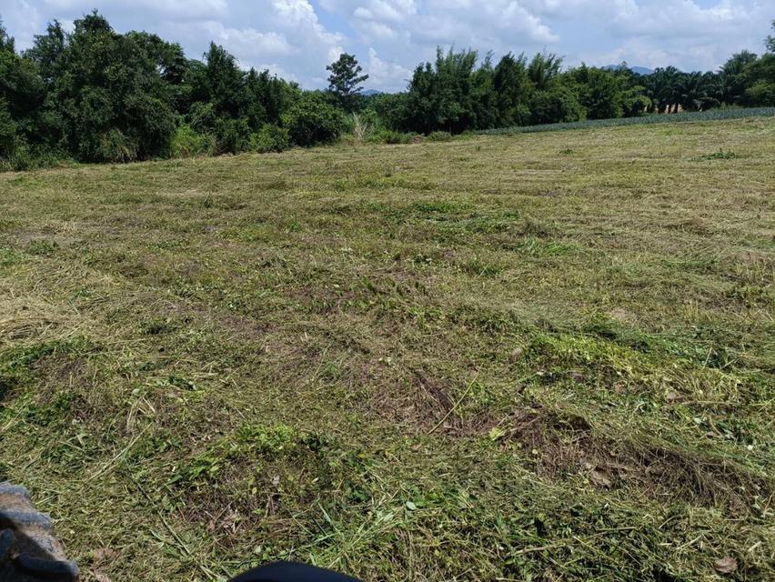 ให้เช่าที่ดินเปล่าระยะยาว 13