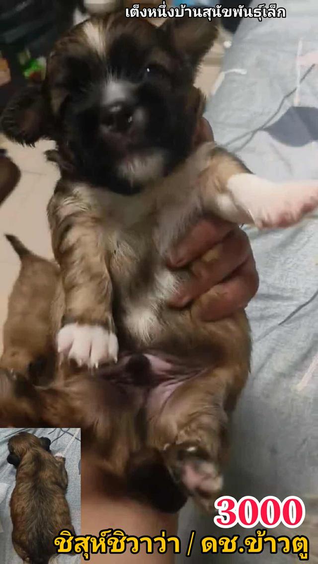 เปิดจอง ชิสุห์ผสม ปอม พุดเดิ้ล ชิวาว่า 18