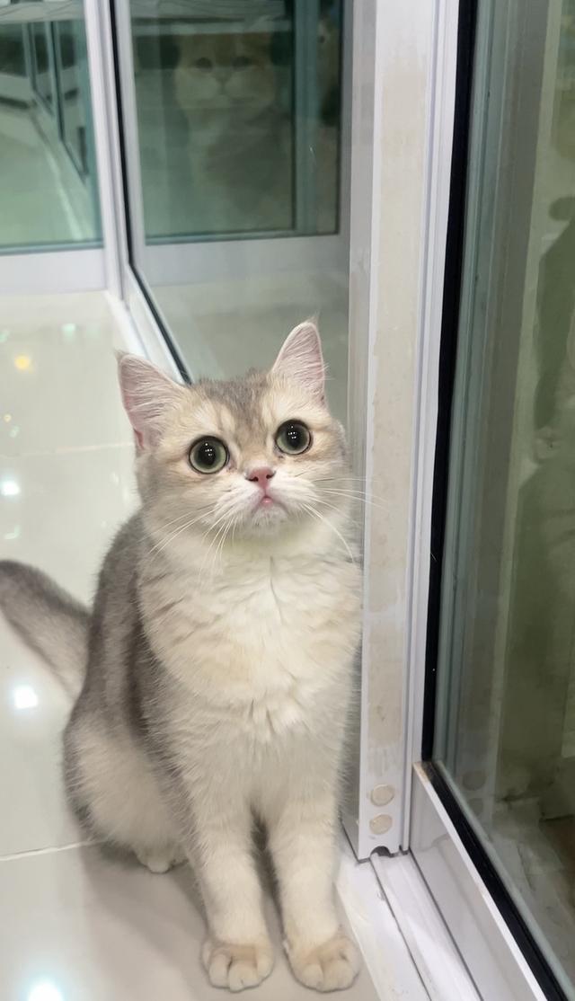 ดญ.บริติช(AY)พร้อมย้าย