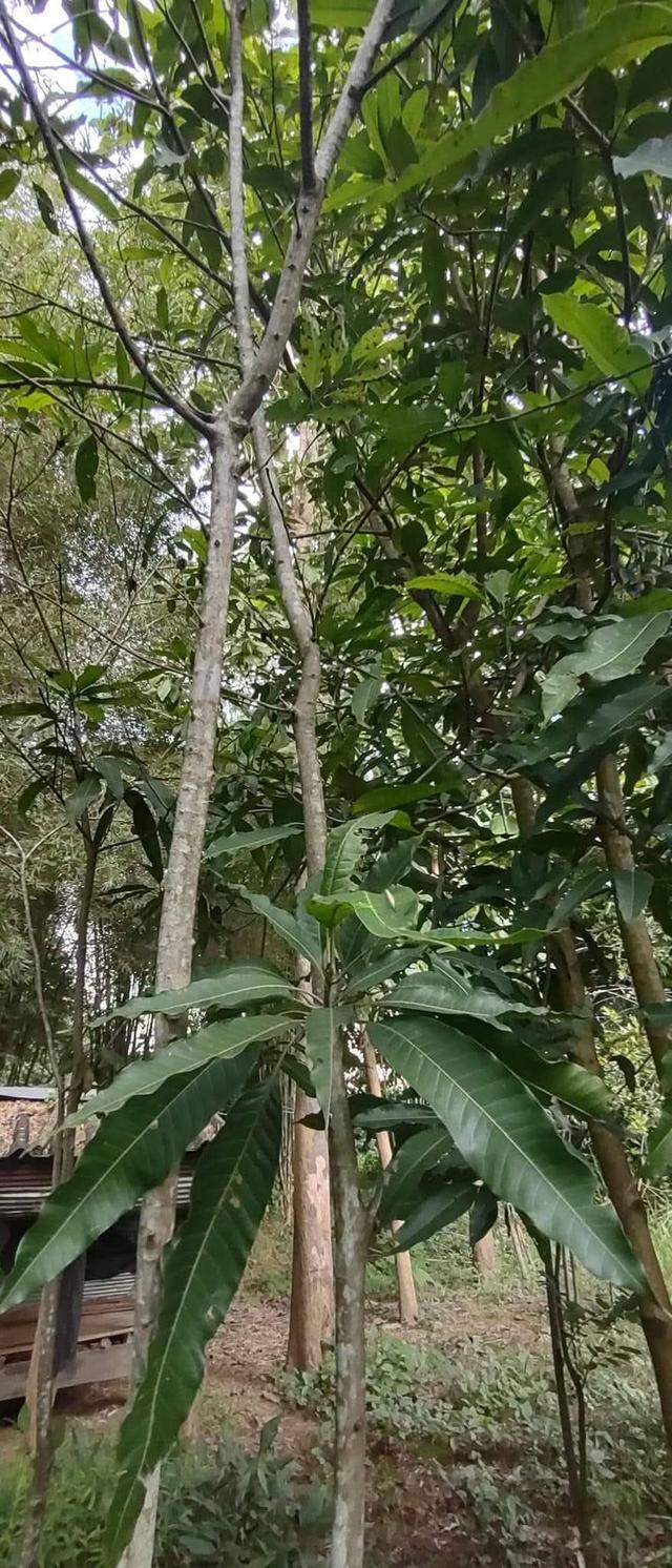 ที่โฉนด ขนาด110มีตรว ราคา280,000ห่าง7-11เพียง1โล  ไฟฟ้าถึงหน้ากว้างติดถนนคอนกรีต17เมตร ด้านในมีต้นไผ่ ขนุน,น้อยหน่า,มะม่วง,กล้วย ต้นสัก,ตะไคร้ 12