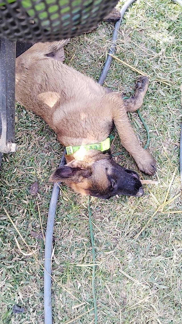 สุนัข พันธุ์เบลเยี่ยม มาลินอยส์