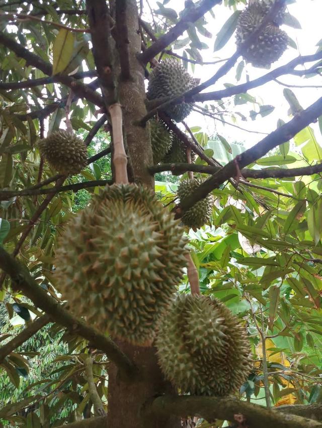 ขาย ที่ดินสวนทุเรียน จังหวัด ระยอง 7