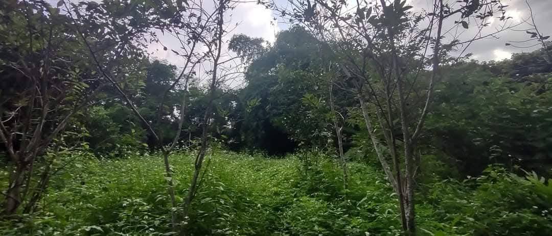 ที่โฉนด ขนาด110มีตรว ราคา280,000ห่าง7-11เพียง1โล  ไฟฟ้าถึงหน้ากว้างติดถนนคอนกรีต17เมตร ด้านในมีต้นไผ่ ขนุน,น้อยหน่า,มะม่วง,กล้วย ต้นสัก,ตะไคร้ 16