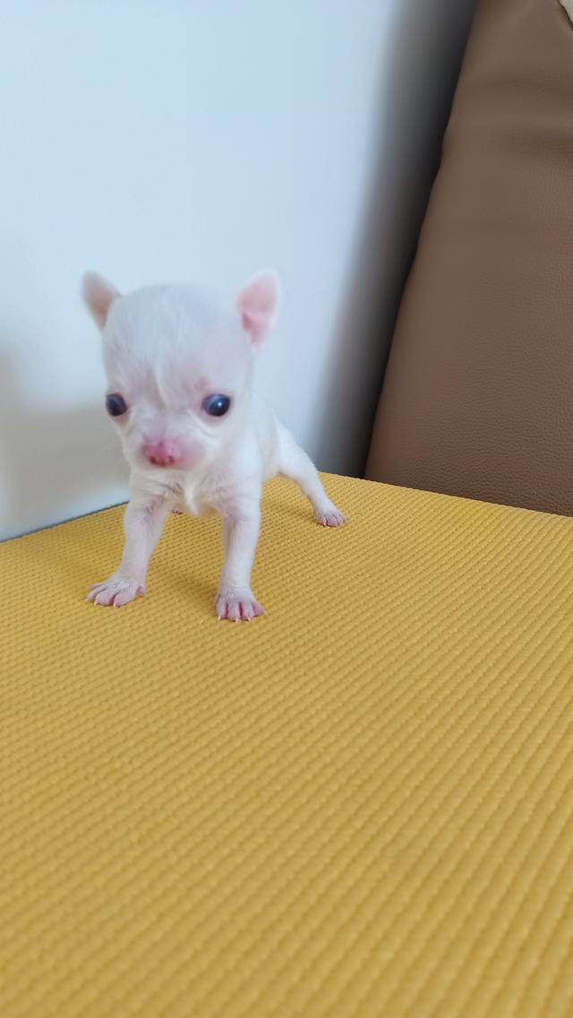 เจ้าขาวเพศเมีย ตัวเล็ก รูปที่ 2