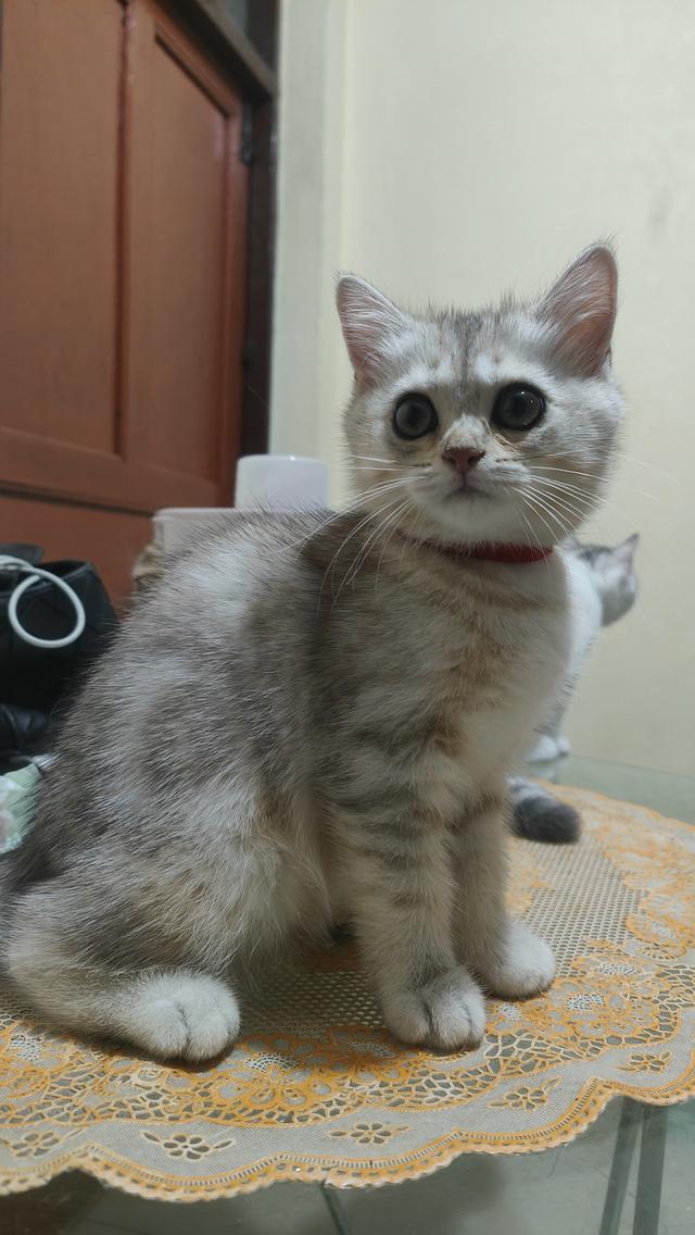 Scottish Fold (girl)