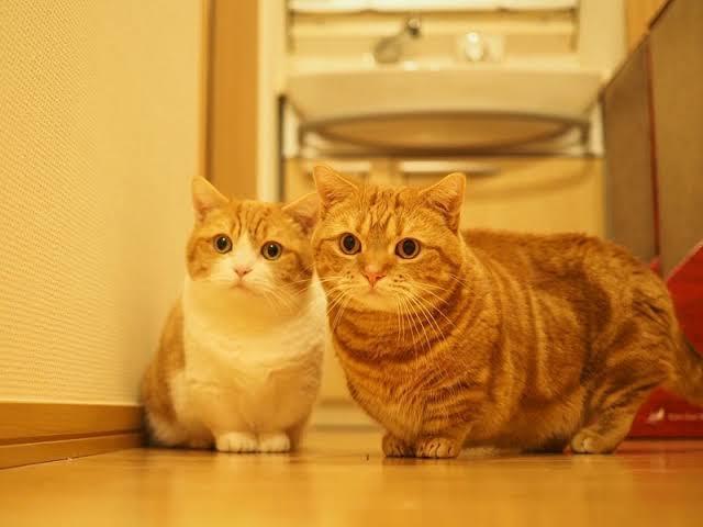 แมวมันช์กิ้นสีส้ม 2