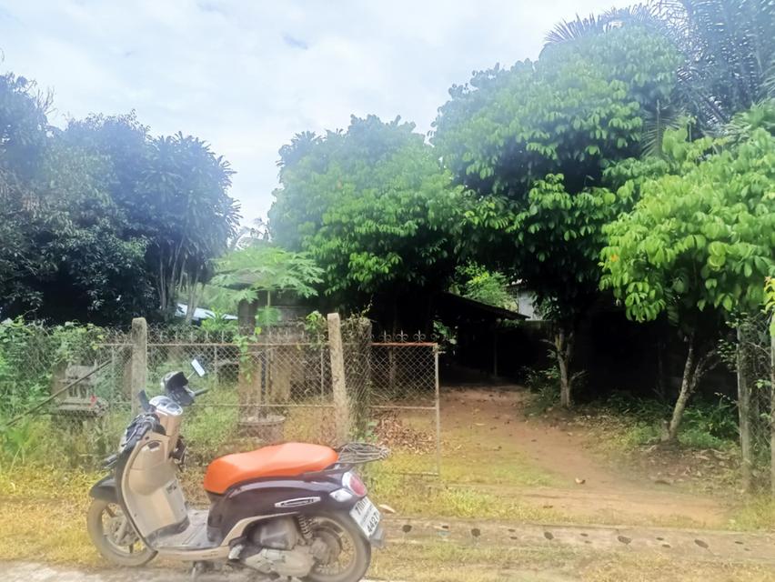 ที่ดินพร้อมบ้านราคาถูกมากเชียงใหม่เจ้าของขายเอง 1