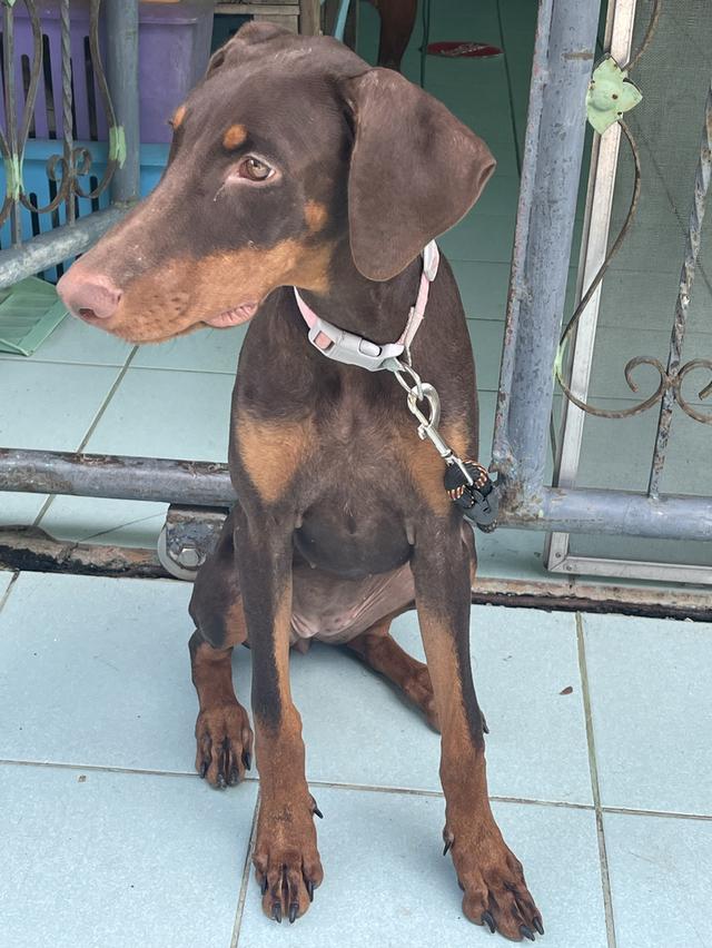น้องหมาโดเบอร์แมน Doberman รูปที่ 5