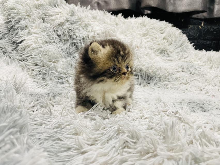 น้องแมวเปอร์เซีย 7