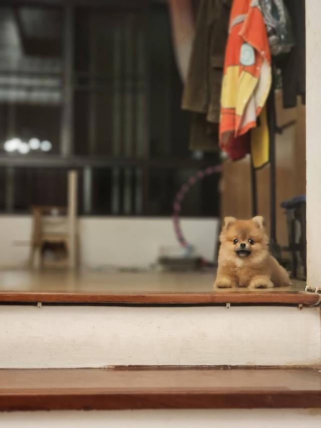 ปอมเมอร์เรเนียนไซส์ทีคัพไม่เกิน 2 โล ขี้อ้อนมากๆ 6 เดือน ไม่โตแล้วจ้า รูปที่ 2