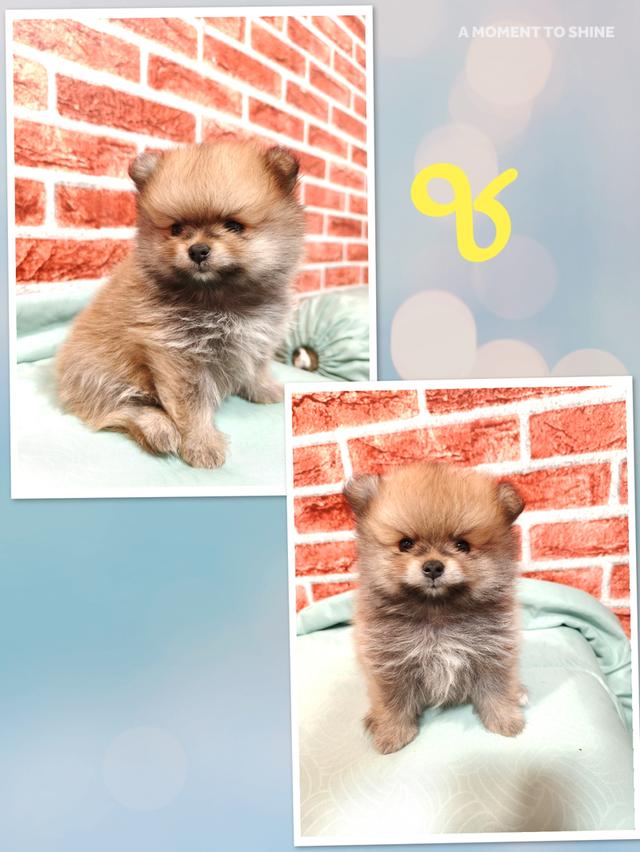 ปอมแท้