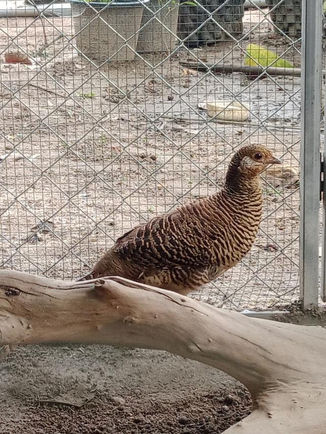 ไก่ฟ้าสีทอง(โกลเด้น)