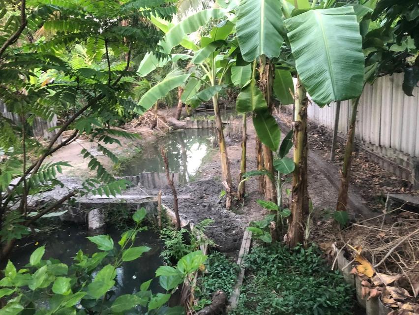 ที่ดินพร้อมสวนผลไม้77.50ตรว.ถ.พุทธมณฑลสาย1ซ.22วัดจำปา ตลิ่งชัน กรุงเทพฯ 3
