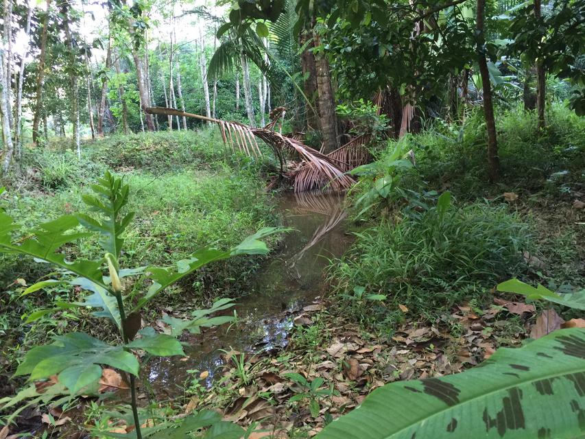 ที่ดินมีโฉนดสวนยางพาราสวนเงาะโรงเรียน มังคุด ทุเรียนมีต้นสะเดาเทียมล้อมรอบ 6