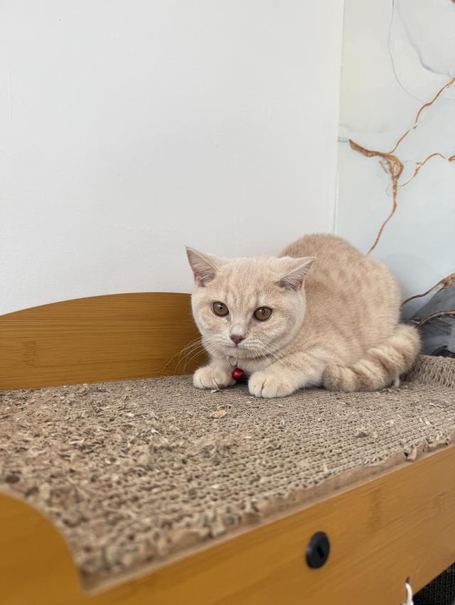 ลูกแมวพันธุ์บริติชแท้