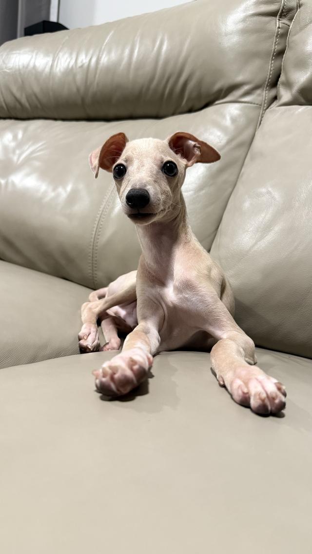 อิตาเลียน เกรย์ฮาวด์ รูปที่ 3