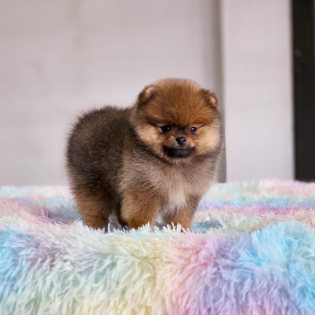 ปอมแท้ฟอร์มหมีไซส์เล็กสีส้มเพศเมียพร้อมย้ายบ้าน