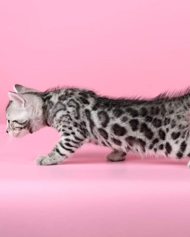แมวพันธุ์เบงกอล สีsilver 3