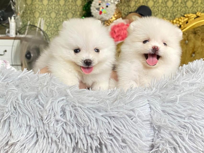 น้องลูกปอมแท้ ทีคัพ มินิ ไซสเล็ก มาดูตัวจริงได้นะคะ รูปที่ 7
