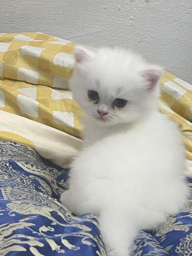 🌈เปิดจองน้องๆคลอกใหม่ ทักแชทพร้อมเปิดกล้อง รับน้องได้หลังหย่านม รูปที่ 18