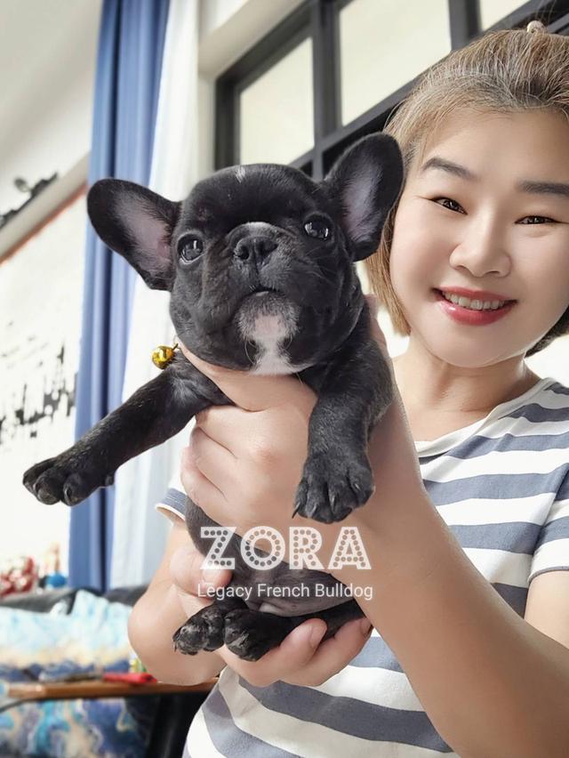 (ได้บ้านแล้ว) ZORA ลูกสุนัขเฟรนช์บูลด็อก