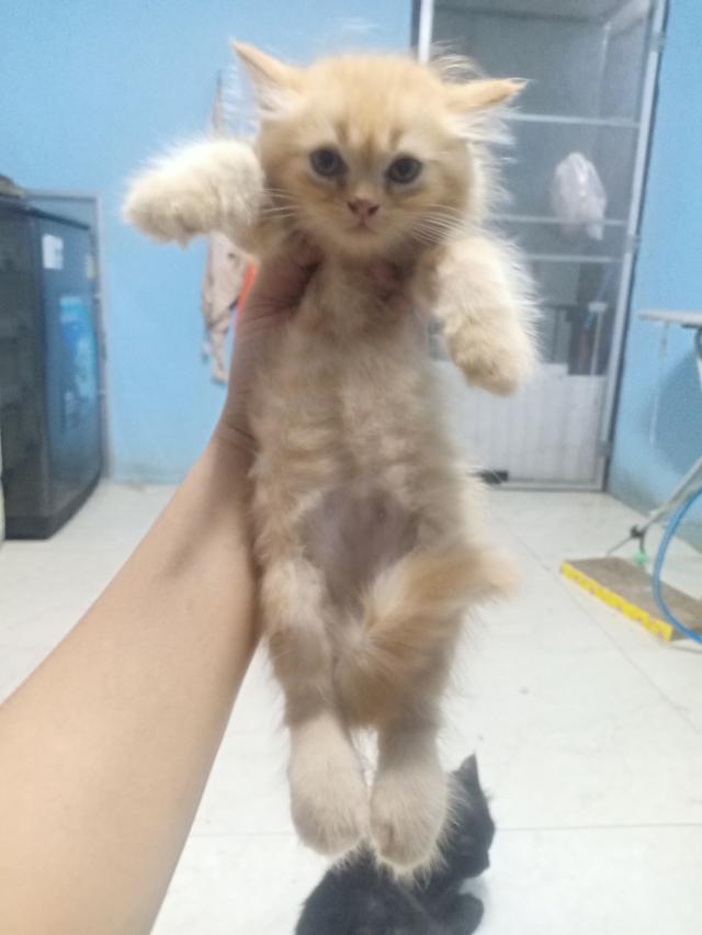 ลูกแมวเปอร์เซีย
