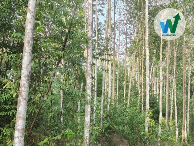 ขายที่ดินพร้อมไม้กฤษณาที่ติดถนนในอำเภอควนขนุนราคาไม่แพง 6