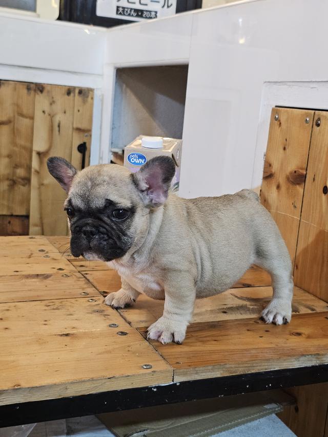 ขายสัตว์เลี้ยง 5