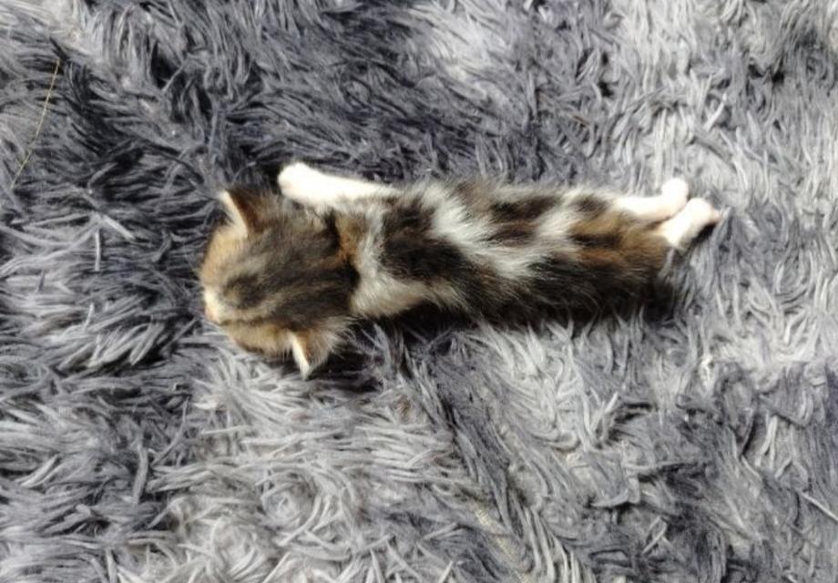 แมวเปอร์เซียผสมเพศชาย