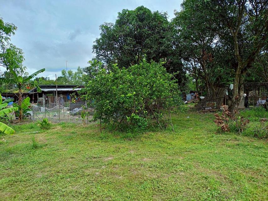 ขายที่ดินสวยๆ ติดถนน แปลงใหญ่ 8 ไร่กว่า ใน จ.อุบลราชธานี (N.1844) 4