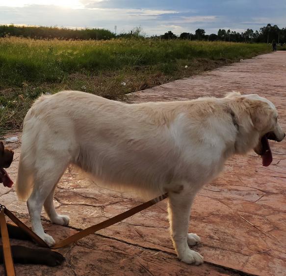 ขาย White Golden Retriever ตัวโตสมวัย 6