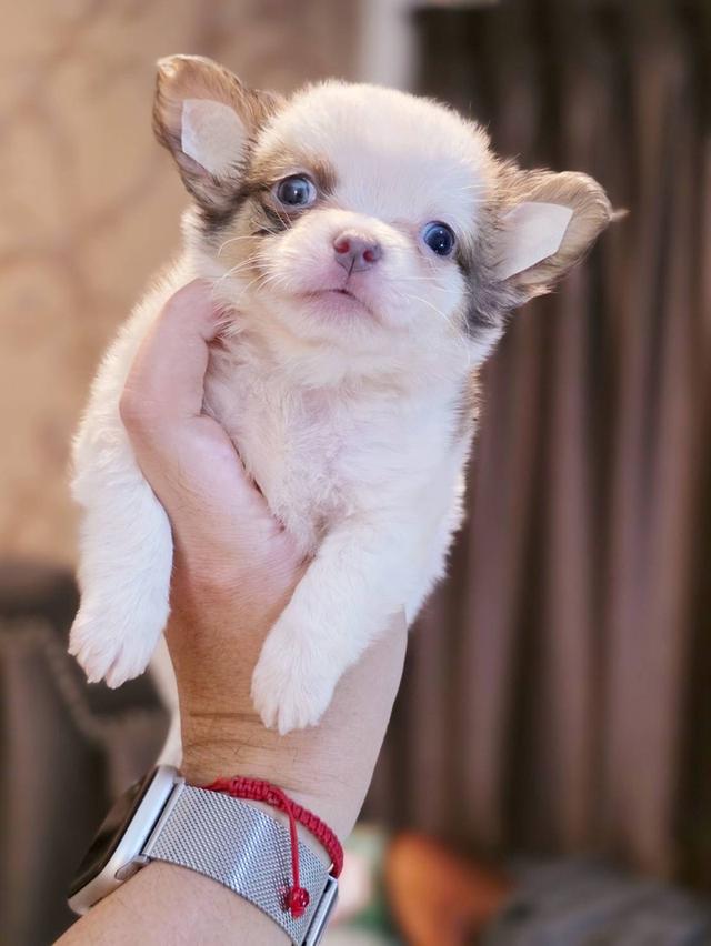 ชิวาวาแท้ขนยาว ผู้ พิกัดรามอินทรา