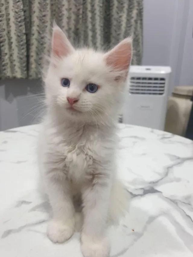 น้องแมวเมนคูนสีขาว