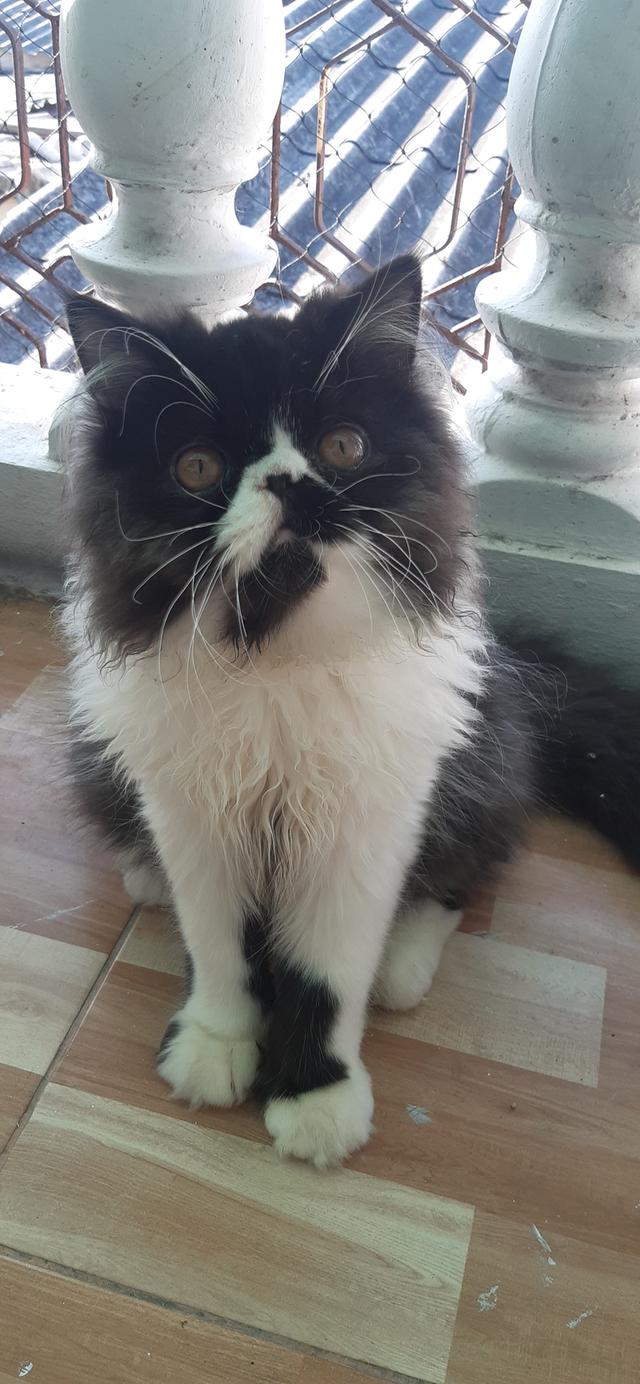 ขายแมวเอ็กโซติกขนยาว